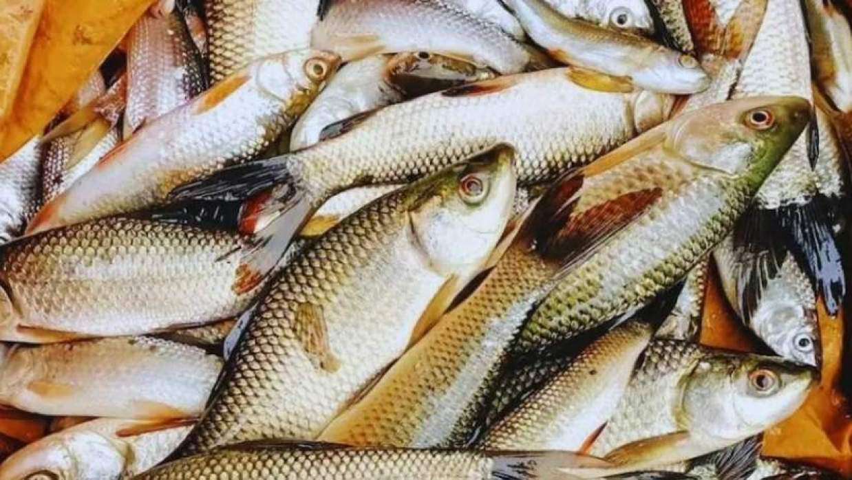  চাষের মাছ 