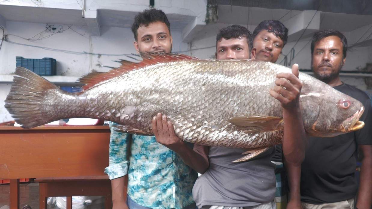 সাড়ে ২২ কেজি ওজনের একটি ‘দাতিনা ভোল’ মাছ ৩ লাখ ৫৫ হাজার টাকায় বিক্রি