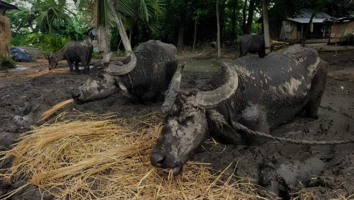 বুকসমান কাদায় ৩ মাস বেঁধে রাখা ৪ মহিষ