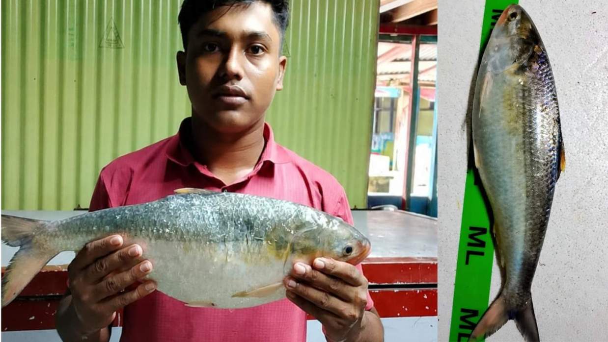 মনপুরায় জেলের জালে ২ কেজির ইলিশ, ৯ হাজারে বিক্রি