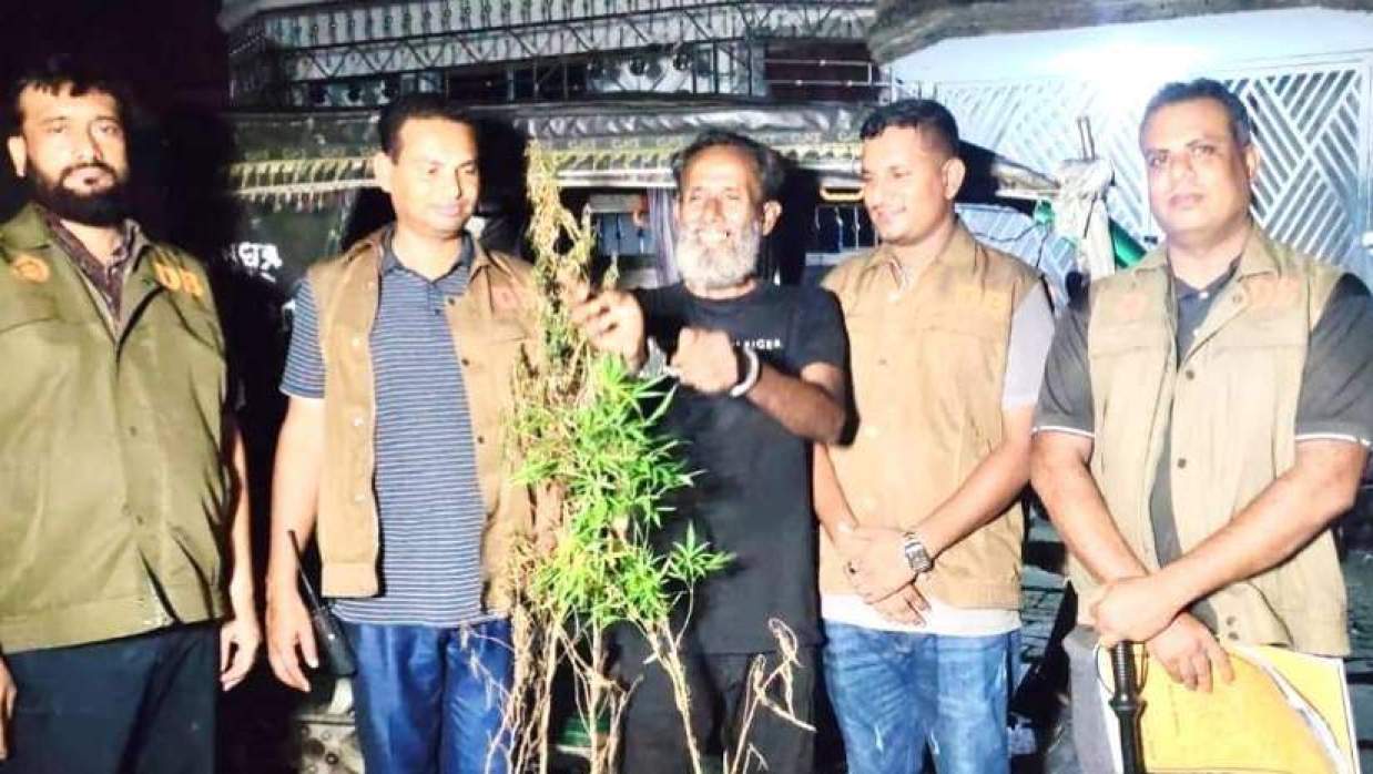গাঁজা গাছসহ আটক মো. ইমামুল হক সিকদার