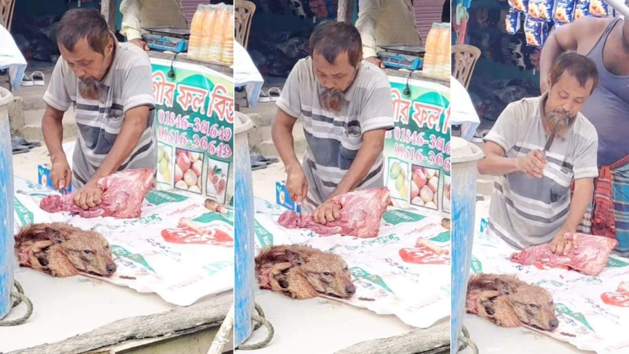 প্রকাশ্যে বন্যপ্রাণী শিয়ালের মাংস বিক্রি।