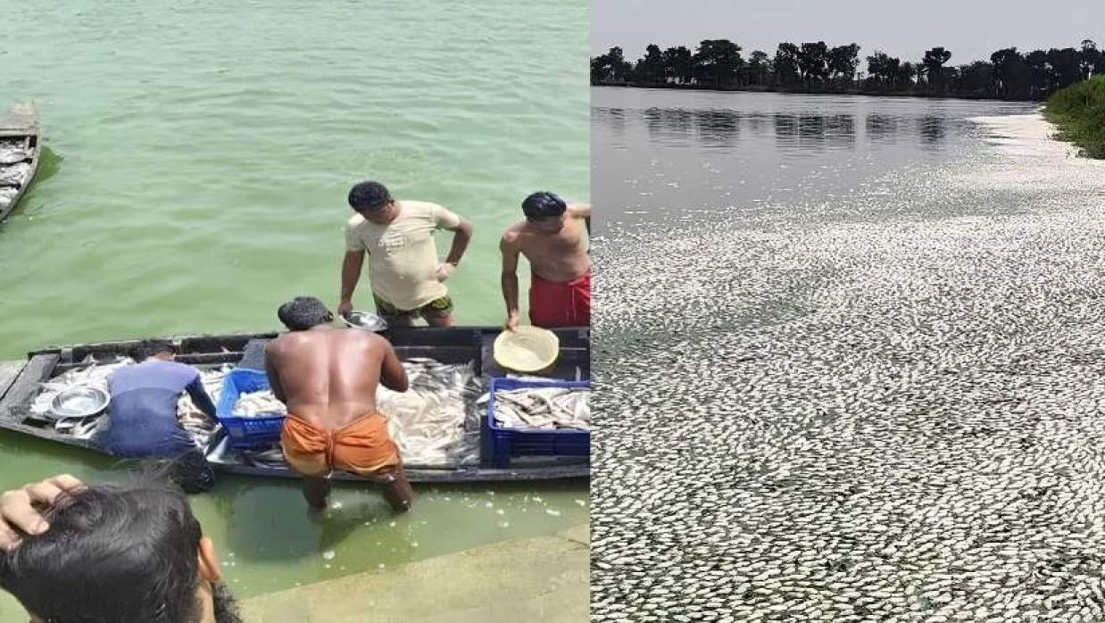 সোনামুখো বিলে মাছের মড়ক