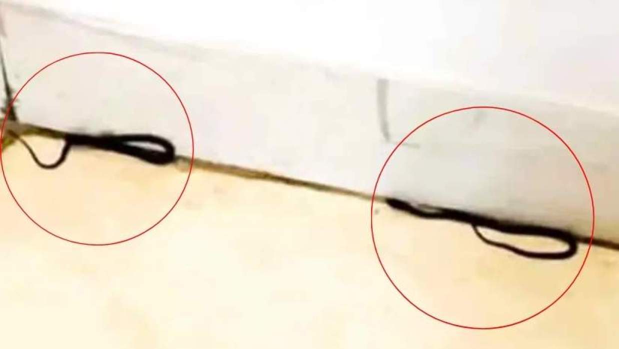 শিক্ষা মন্ত্রণালয়ের করিডোরে সাপ পাওয়া গেছে