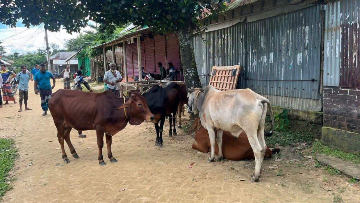 ভারতীয় ৭টি গরু আটক