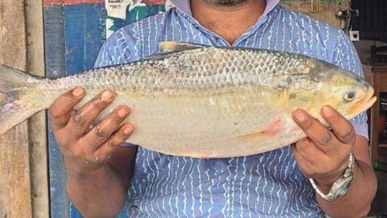 জেলের জালে ধরা পড়ে ২ কেজি ৭০০ গ্রাম ওজনের এই ‘রাজা ইলিশ’