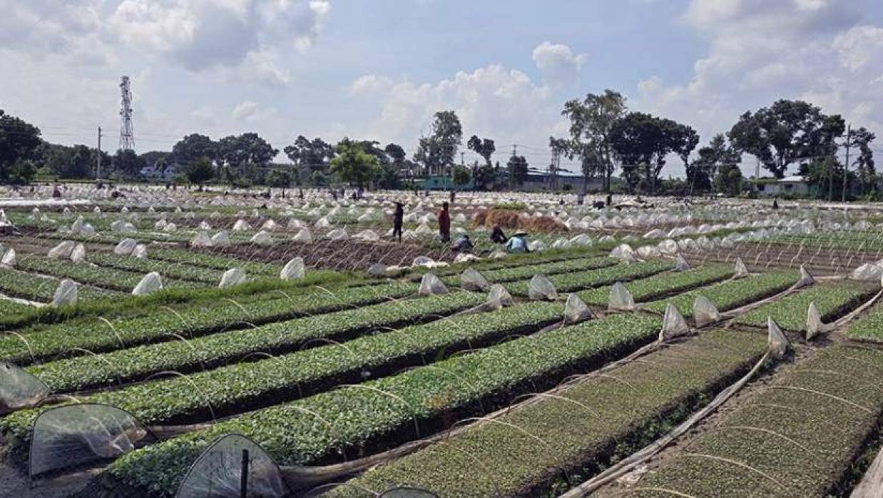 পলিথিন দিয়ে ঢাকা সবজির বীজতলার শেড