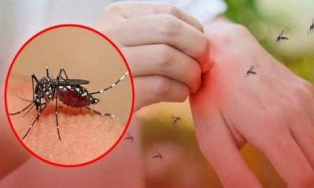  মশা কেন কিছু মানুষকে বেশি কামড়ায়?