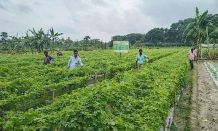 যশোরে সবজি উৎপাদনে বিপ্লব ঘটাচ্ছে মালচিং প্রযুক্তি