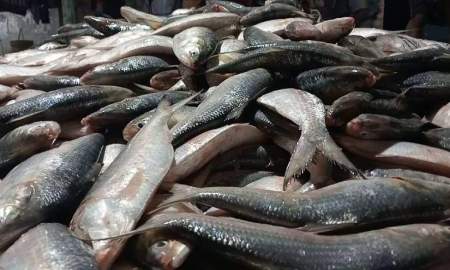 এক ট্রলারে ধরা পড়ল ৪৬ মণ ইলিশ, বিক্রি প্রায় অর্ধকোটি টাকায়