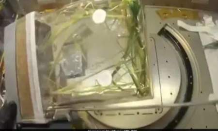 মহাকাশে ধান লাগিয়ে চমক দেখাল চীন 