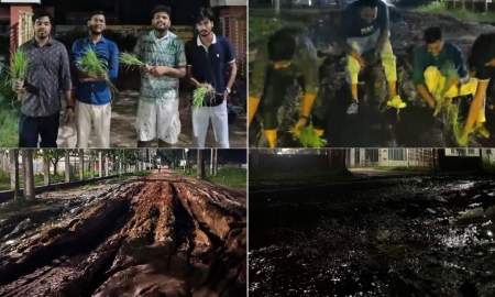 পাবনা মেডিকেল কলেজের প্রধান ফটকে বেহাল দশা, ধান লাগালেন শিক্ষার্থীরা