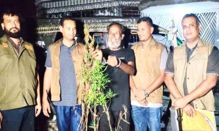 গাঁজাগাছ চাষের অভিযোগে আটক ১