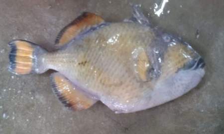 জেলের জালে ধরা পড়ল বিরল ‘টাইটান ট্রিগারফিশ’