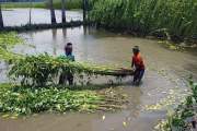 জলাবদ্ধতায় অপরিপক্ব পাট কাটতে বাধ্য যশোরের কৃষক