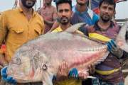 বঙ্গোপসাগরে জেলের জালে ধরা পড়ল ৫৪ কেজি ওজনের ‘তবলা’ মাছ