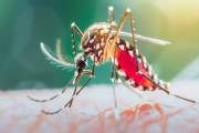 ডেঙ্গুতে নতুন ভর্তি ৪৭১, সবচেয়ে বেশি রোগী ঢাকা বিভাগে