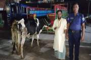 বাড়ির আন্ডারগ্রাউন্ডে চোরাই গরুর খামার, যুবদল কর্মী আটক