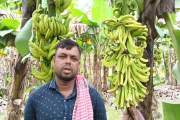 শত্রুতার জেরে কলাবাগানে কীটনাশক ছিটিয়ে ৪ লাখ টাকার ক্ষতি, থ…