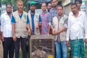 ময়মনসিংহে ‘পাচারকারীদের’ ফেলে যাওয়া দুই লজ্জাবতী বানর উদ্ধার