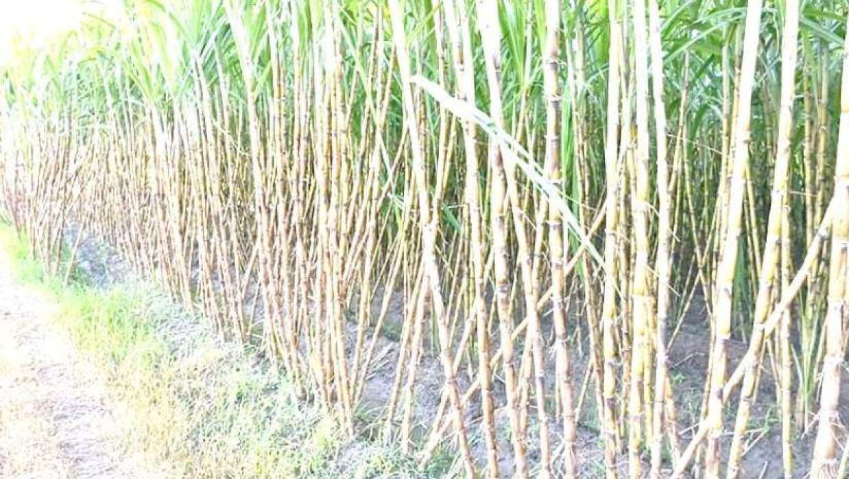একটি আখক্ষেত