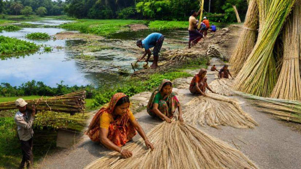 পাট পচানো, আঁশ ছাড়ানো ও শুকানোর কাজ করছেন নারী-পুরুষরা