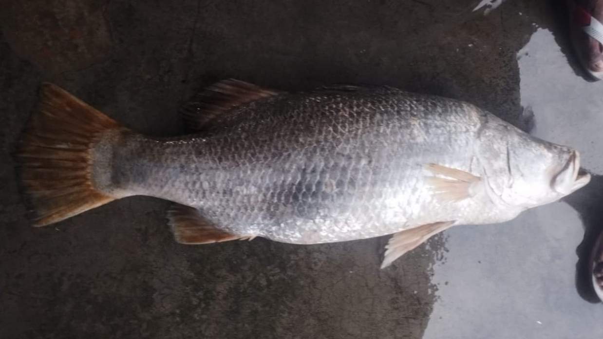 মেঘনায় জেলের জালে ২৫ কেজির বিশাল কোড়াল, ৩৫ হাজারে বিক্রি