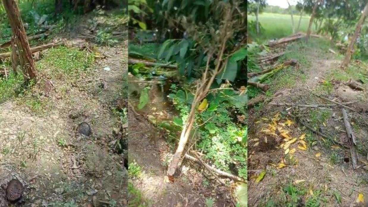 কলা, পেয়ারা ও বিভিন্ন প্রজাতির ফলজ ও সবজি গাছ কেটে ফেলার অভিযোগ