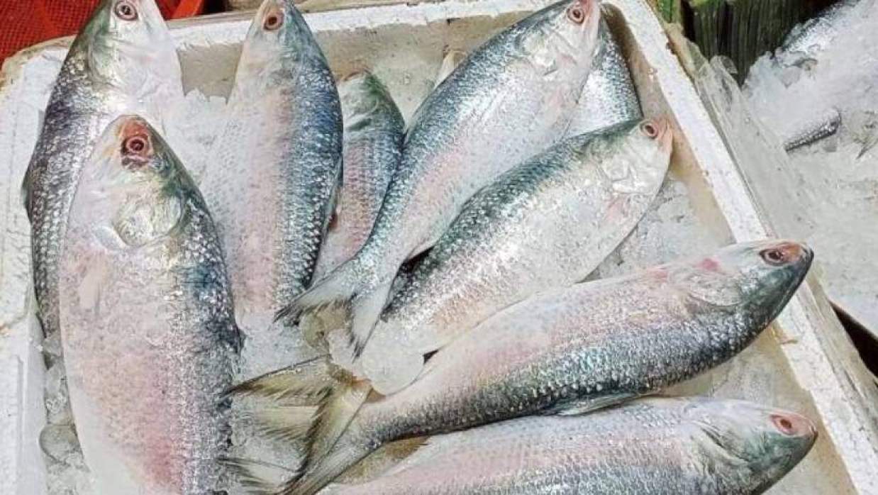 যশোরের বিভিন্ন বাজারে বিক্রি হচ্ছে ভারতীয় ইলিশ