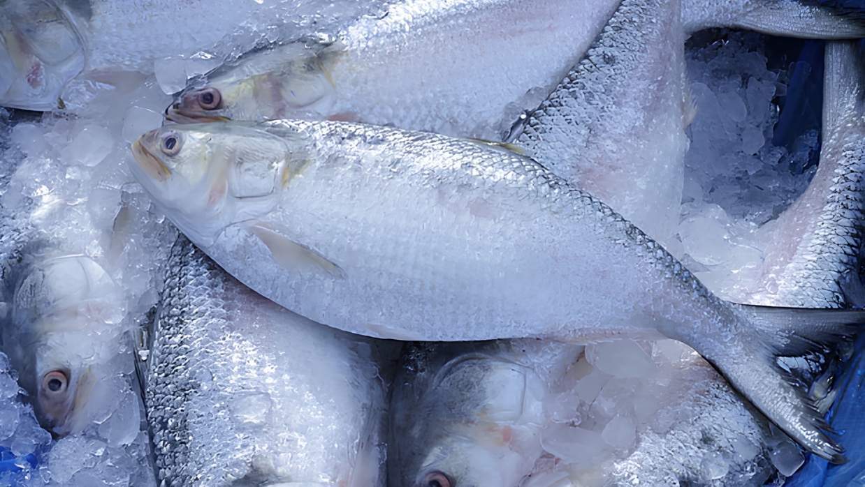 রুপালি ইলিশ