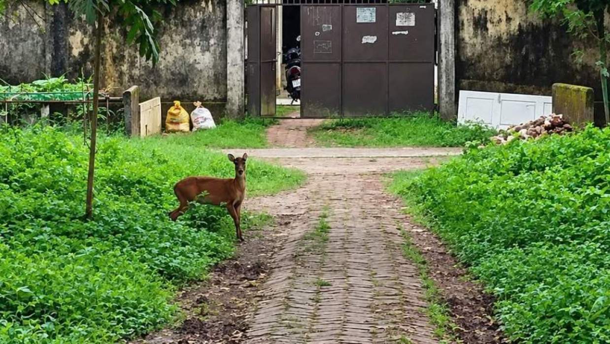 চট্টগ্রাম বিশ্ববিদ্যালয় ক্যাম্পাসে আসা মায়া হরিণ