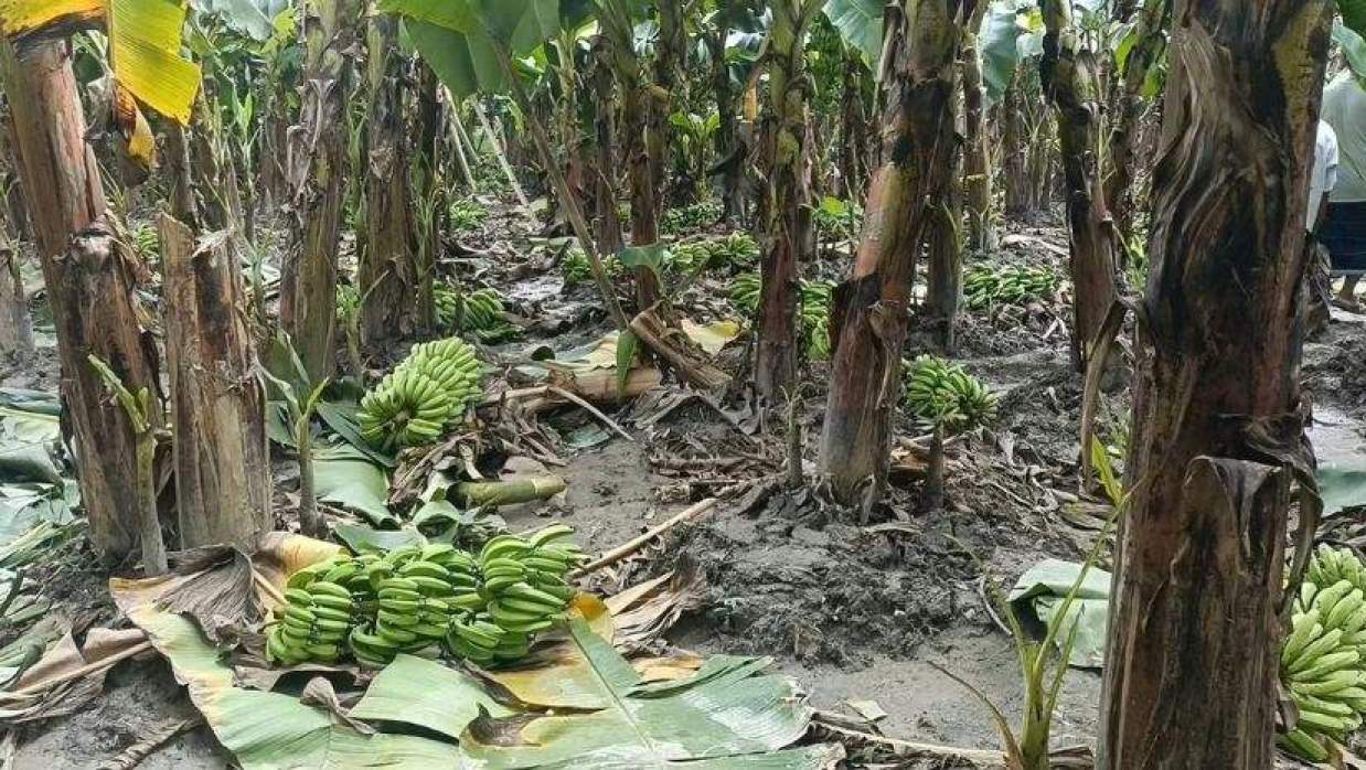 রাতের আঁধারে আড়াই হাজার কলার কাঁদি কেটে দিয়েছে দুর্বৃত্তরা