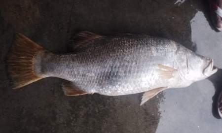 মেঘনায় জেলের জালে ২৫ কেজির বিশাল কোড়াল, ৩৫ হাজারে বিক্রি