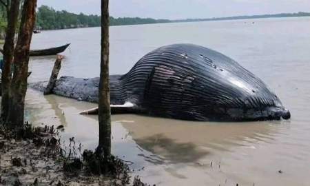 বরগুনায় নদীতীরে ভেসে এলো ৩০ ফুটের মৃত তিমি