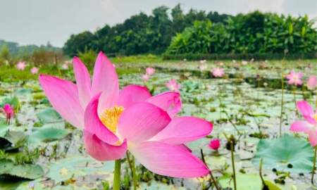 একদিনেই ঘুরে আসুন ঢাকার কাছের পদ্ম-শাপলার বিল 