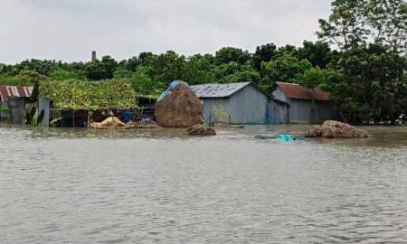 চাঁপাইনবাবগঞ্জে ২৪ ঘন্টায় পদ্মার পানি স্থির, তবু পানিবন্দী ৪৩০০ পরিবার 