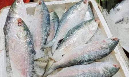 বেনাপোলে ভারতীয় ইলিশ, যশোরের বাজারে ‘মিয়ানমারের’ নামে বিক্রি!