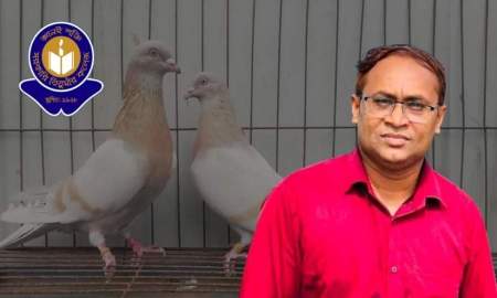 তিতুমীরের শিক্ষার্থীর চিকিৎসায় নিলামে তোলা সেই কবুতর জোড়া বিক্রি ৭০ হাজার টাকায়