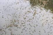 মশা নিধনে লাখ লাখ টাকা খরচ, তবু বাড়ছে উপদ্রব