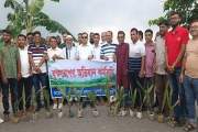 ফরিদপুর দুই কিলোমিটার সড়কে তালগাছের চারা রোপণ