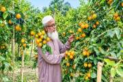 বিদেশি ফল পার্সিমন চাষে সফল যশোরের চৌগাছার জুলফিকার 