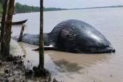 বরগুনায় নদীতীরে ভেসে এলো ৩০ ফুটের মৃত তিমি