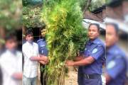 নবাবগঞ্জে গাঁজা গাছ চাষের অভিযোগে গ্রেপ্তার ১