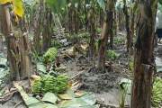 রাতের আঁধারে বাগানের আড়াই হাজার কলার কাঁদি কেটে দিল দুর্বৃত…