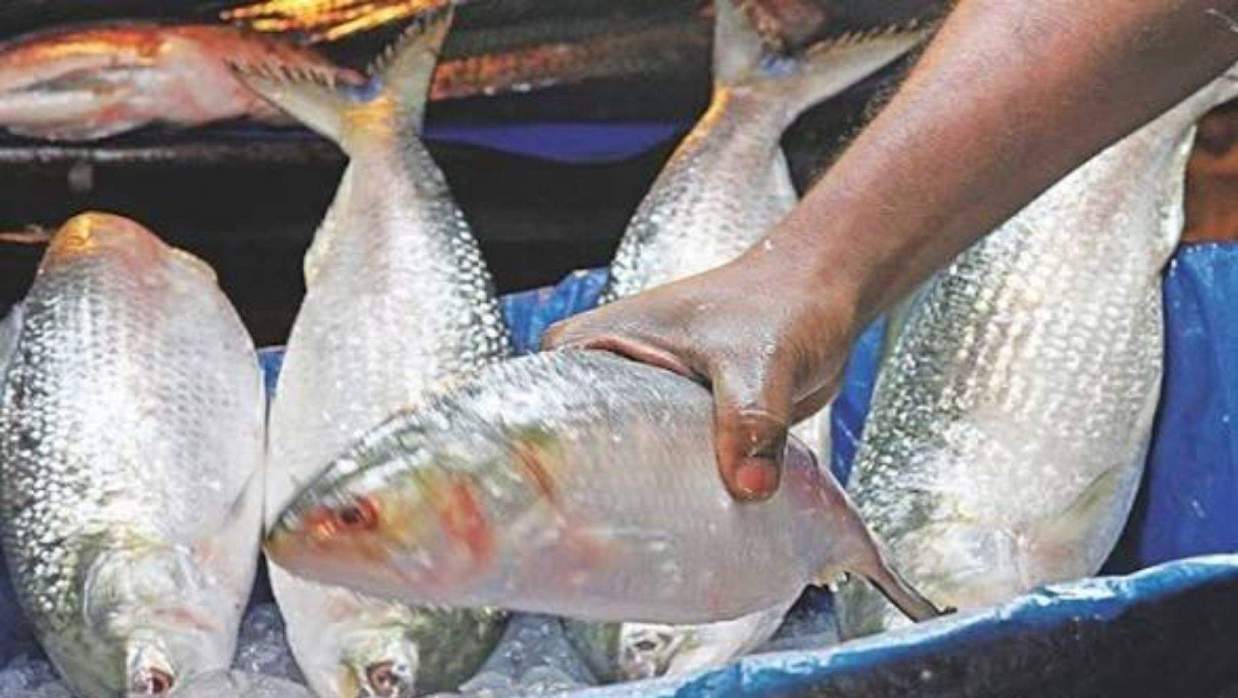 ইলিশ ধরায় নিষেধাজ্ঞা