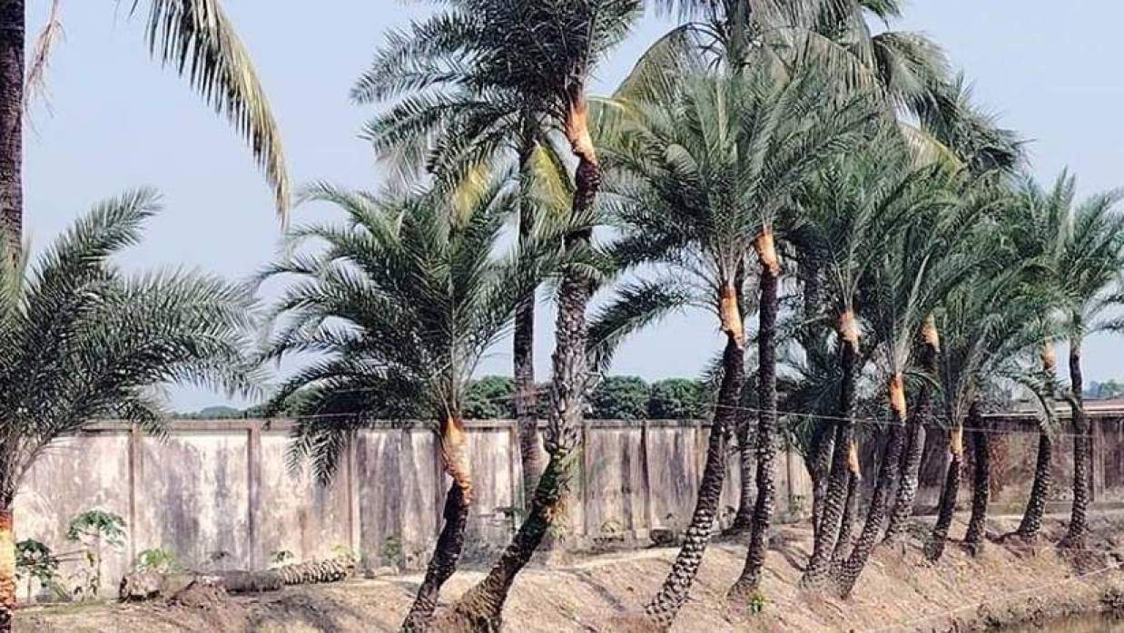 খেজুরগাছের মাথা ছেঁটে রস নামানোর উপযোগী করা হচ্ছে