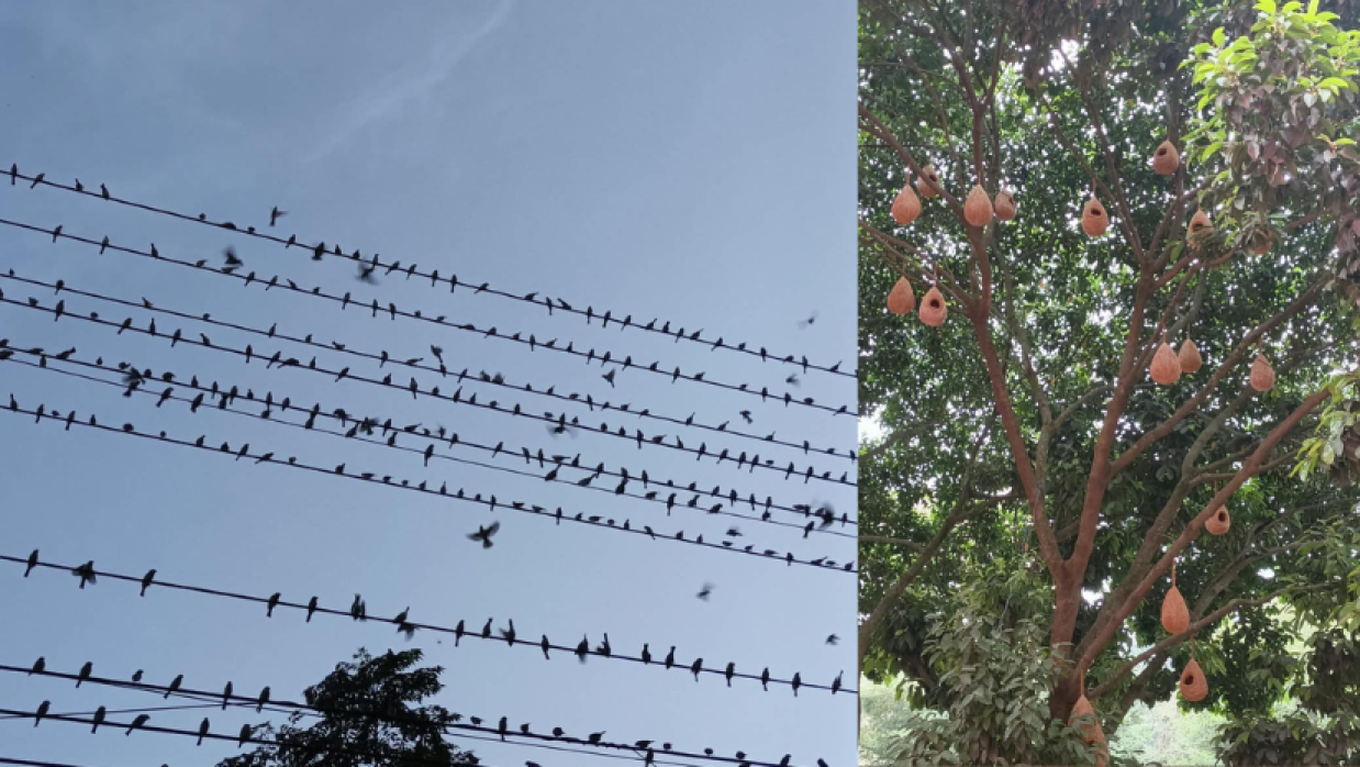 গাছে গাছে পাখিদের বিচরণ