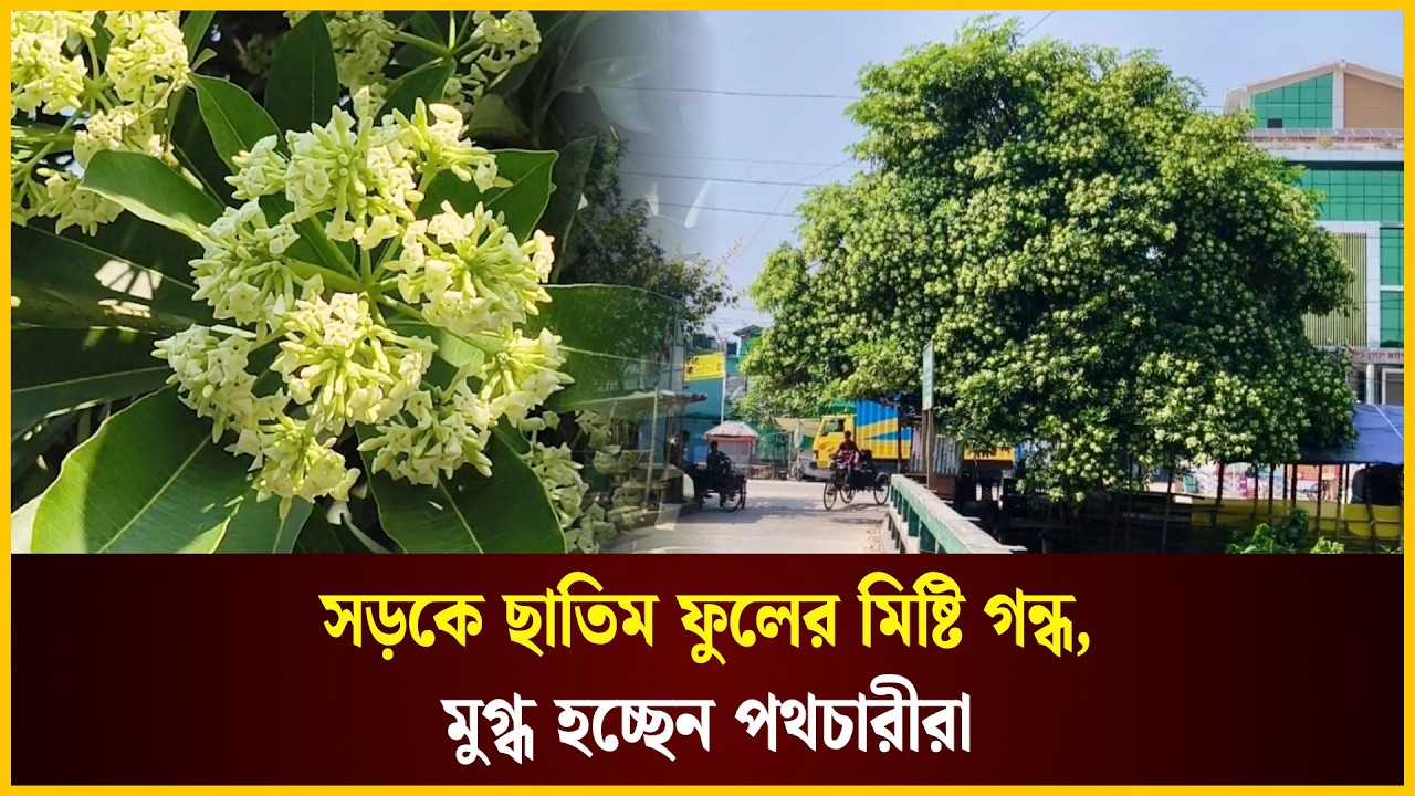  সড়কে ছাতিম ফুলের মিষ্টি গন্ধ, মুগ্ধ হচ্ছেন পথচারীরা