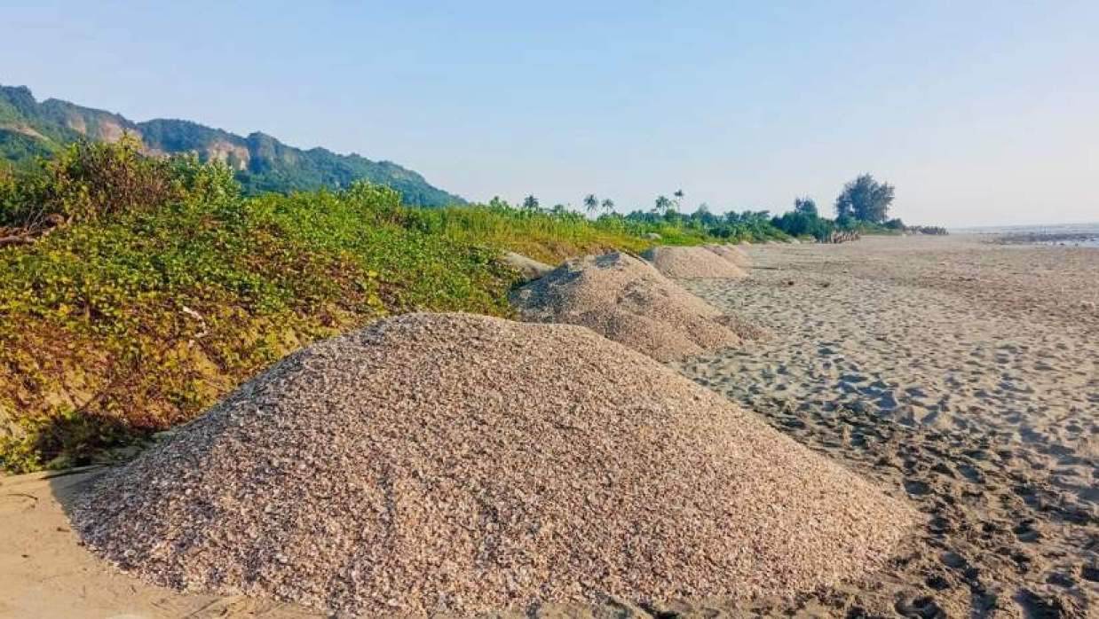 টনকে টন শামুক-ঝিনুক পাচার