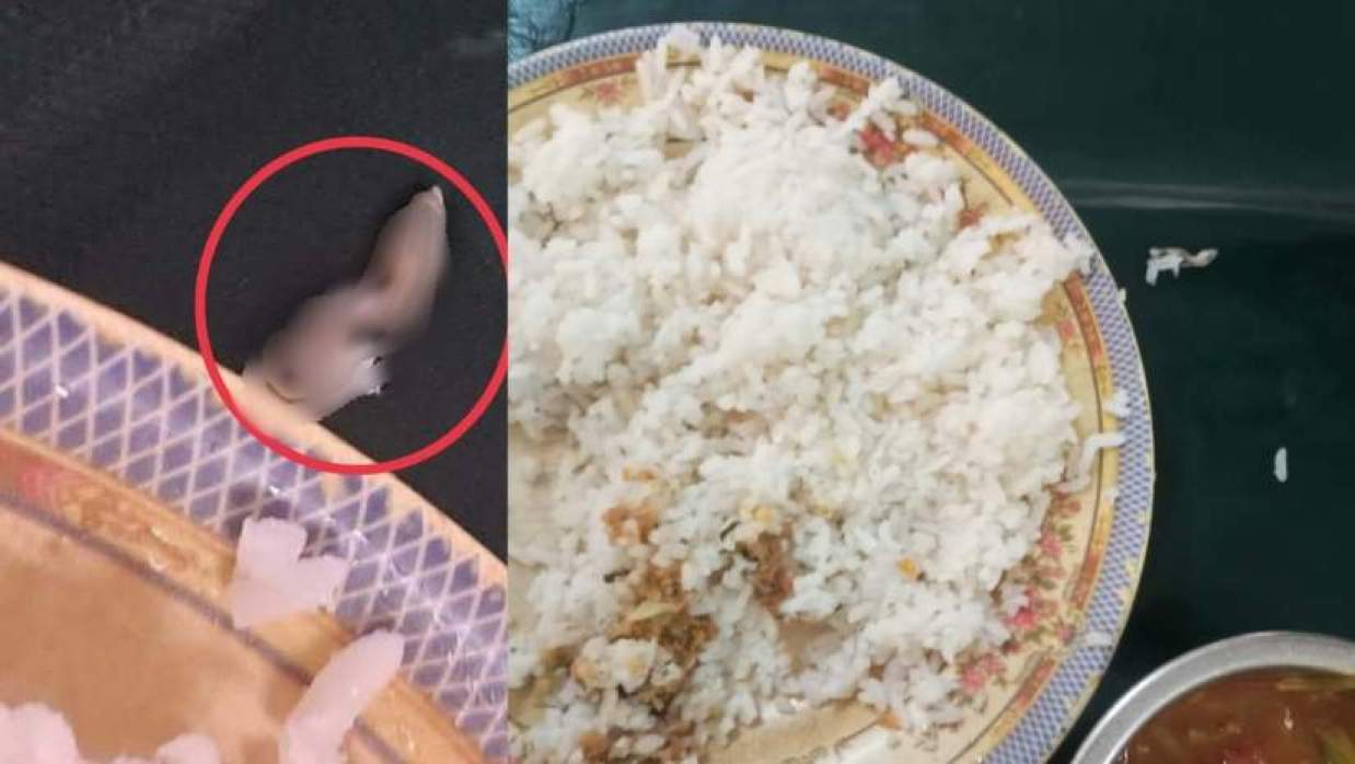 ডাইনিংয়ের খাবারে সেদ্ধ টিকটিকি
